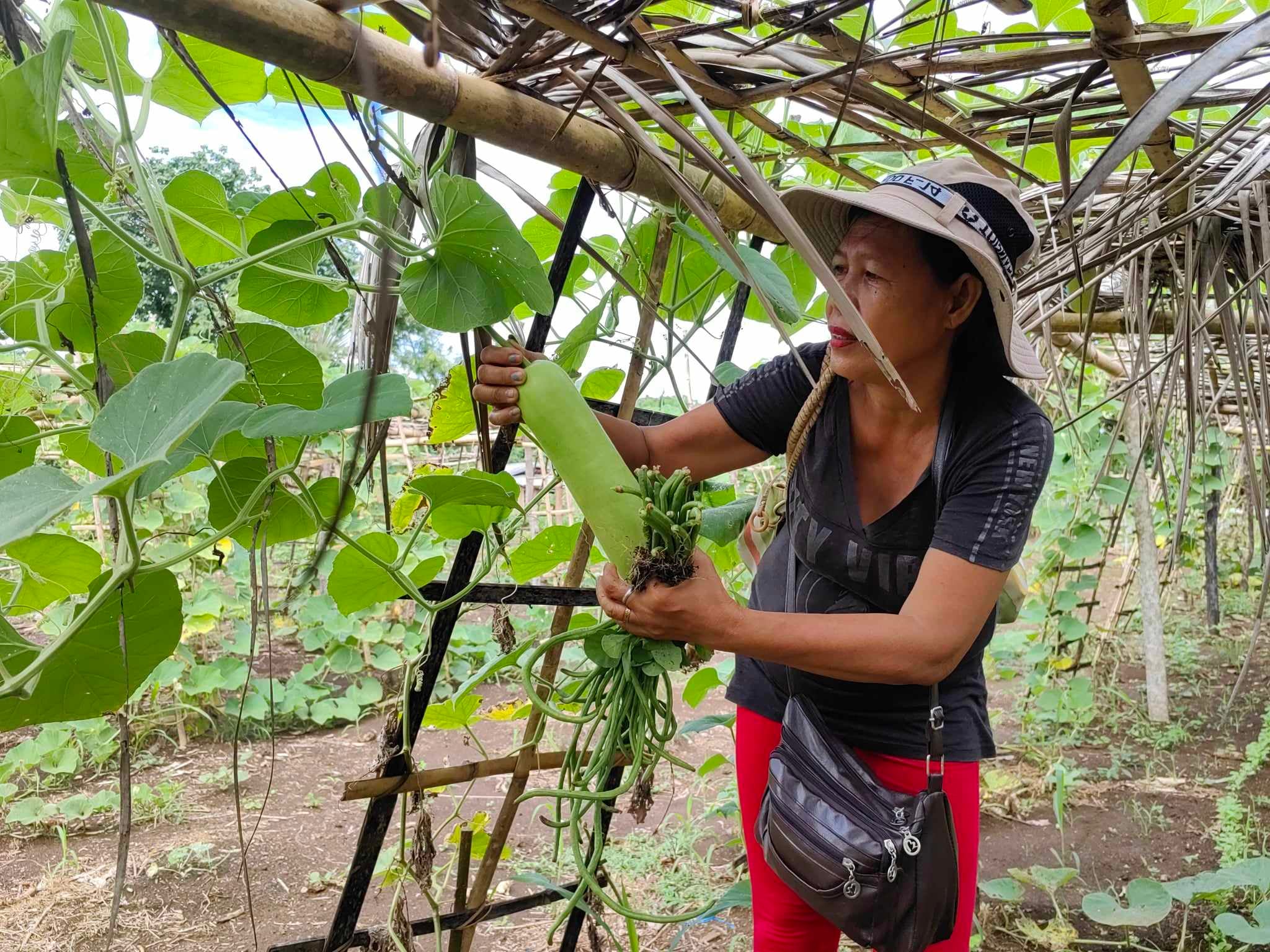 Lawa-Binhi project sustains Cagayan community
